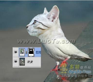 用Photoshop把一只猫头合成到鸽子身上